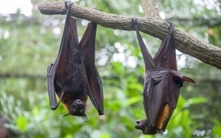 Nipah Virus: What to Know About the Rare and Dangerous Infection