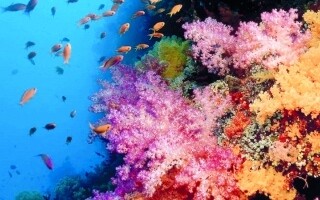 Более половины коралловых рифов Малайзии пострадали от отбеливания из-за изменения климата